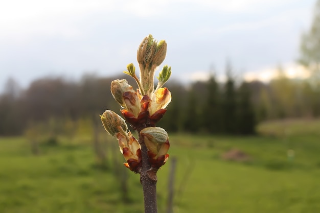 Lente bladeren van kastanjeboom Aesculus hippocastanum op natuur achtergrond