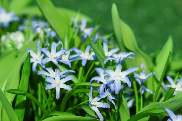 Lente blauwe bloemen in groen gras sneeuwklokje clouse up