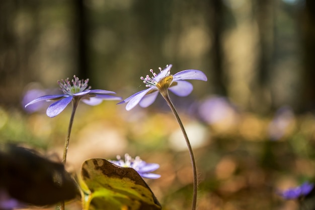 Lente blauwe bloemen in het bos Macro Soft focus Lente concept