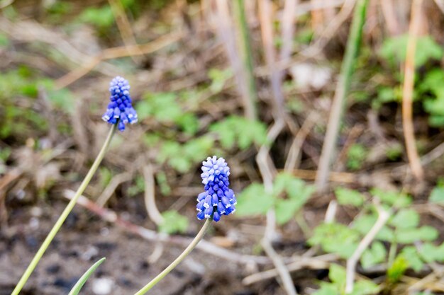 Lente blauwe bloemen