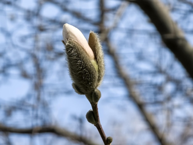 Lente blauwe lucht en witte magnolia kobus bloemen