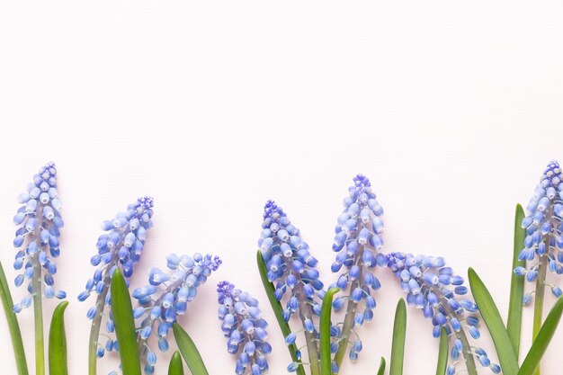 Lente blauwe muscari bloemen. Muscari bloemen op roze pastel achtergrond.