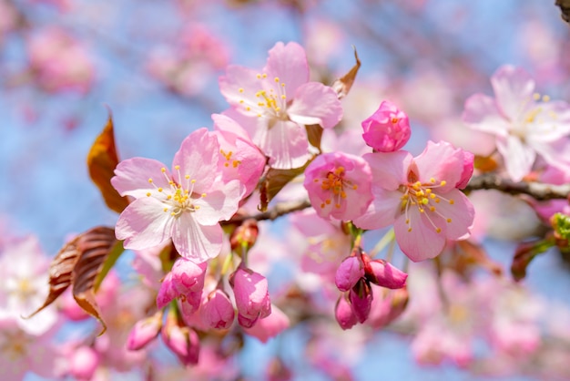 Lente bloei van sakura