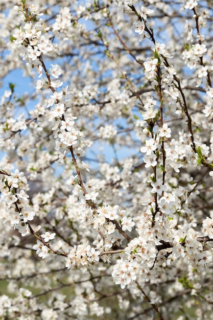 Lente bloei witte bloemen Kersenbloesem twijgen