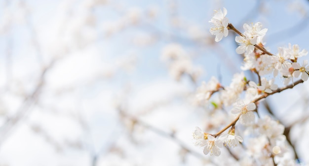 Lente bloeiend van abrikozenboom