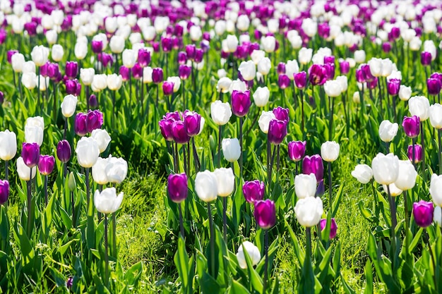 Lente bloeiend wit en roze tulpenveld