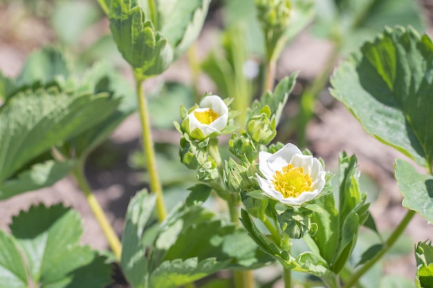 Lente bloeiende aardbeien groeien in de tuin Zomer witte aardbeien bloemen Aardbei plant