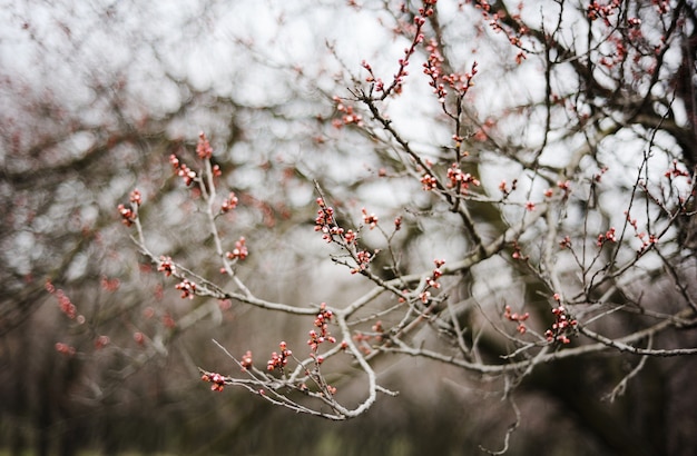 Lente bloeiende abrikoos