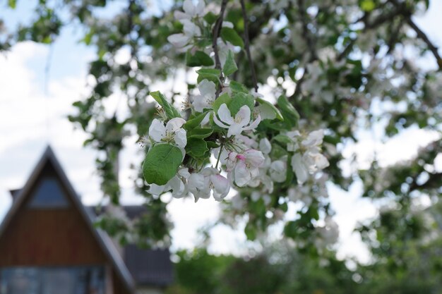 Lente bloeiende appel bloemen achtergrond