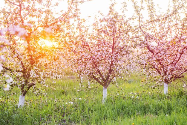 Lente bloeiende appelboomgaard in zonlicht