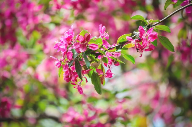 Lente bloeiende bomen. Bloeiende tuin. Selectieve focus aard