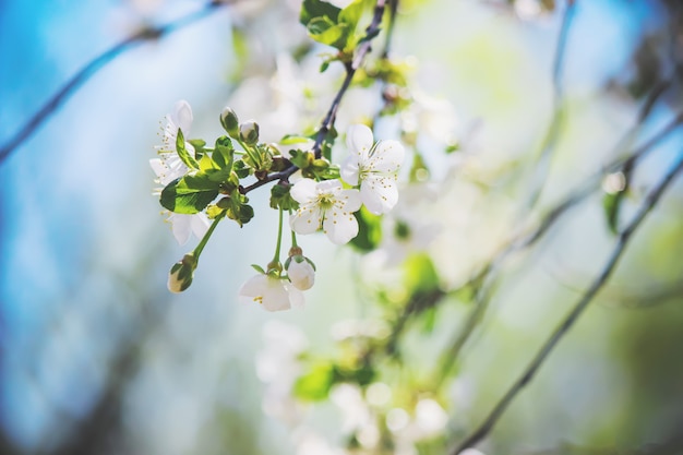 Lente bloeiende bomen. Bloeiende tuin. Selectieve focus aard