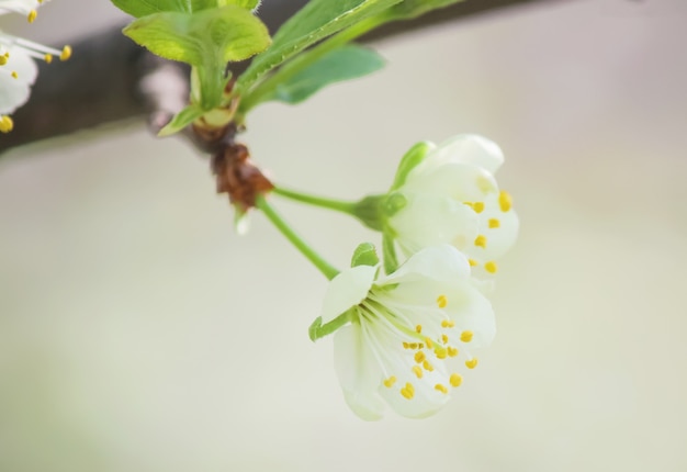 Lente bloeiende bomen. Bloeiende tuin. Selectieve focus aard