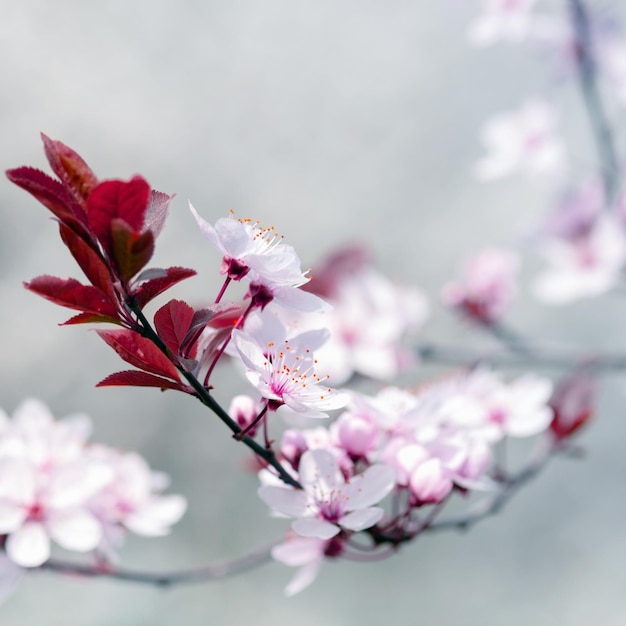 Lente bloeiende bomen met wit roze bloemen in de tuin lente achtergrond