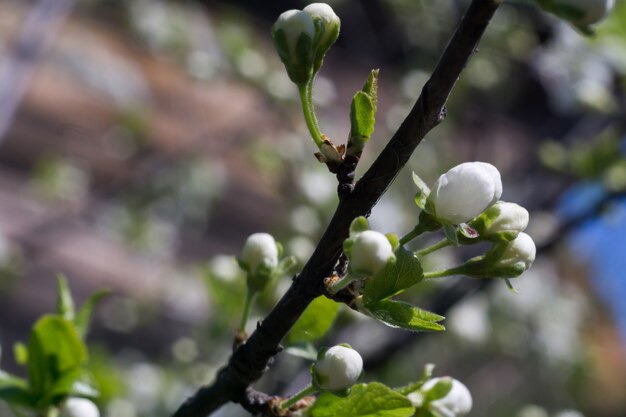 Lente bloeiende bomen