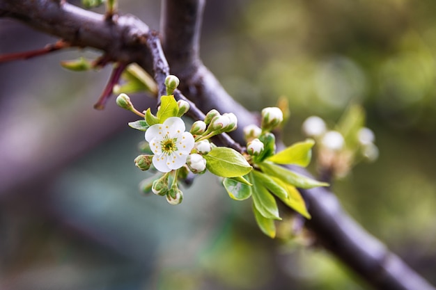 Lente bloeiende boom