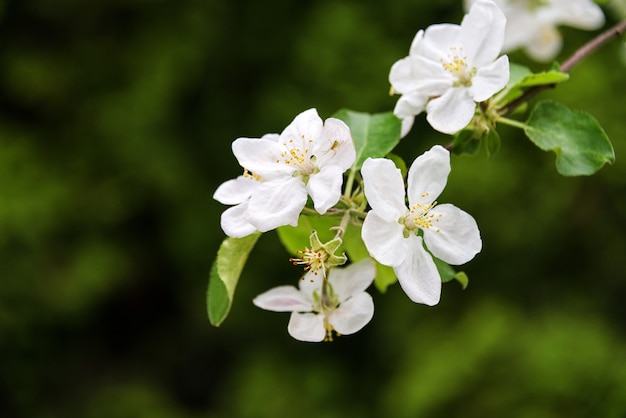 Lente bloeiende boom