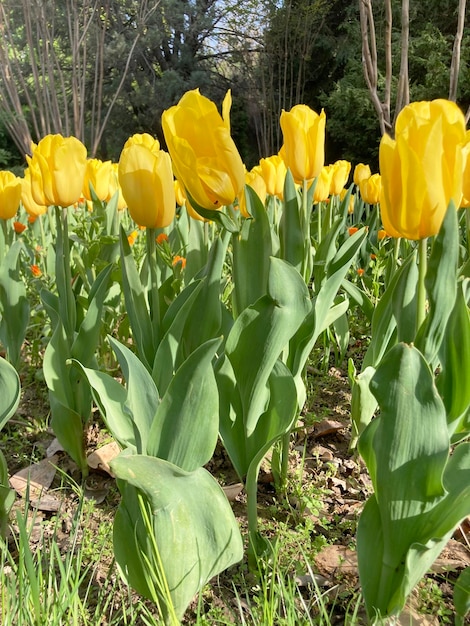 Lente bloeiende gele tulpen bloem achtergrond