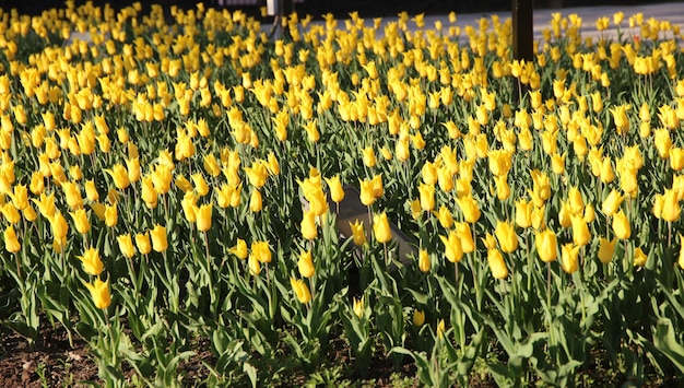 Lente bloeiende gele tulpen bokeh bloem achtergrond