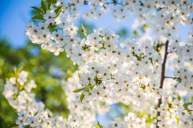 Lente bloeiende kersen witte bloemen close-up Selectieve aandacht en ondiepe scherptediepte