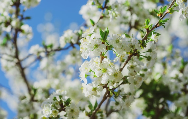 Lente bloeiende kersenboom achtergrond Prachtige natuur met bloeiende lentebloemen