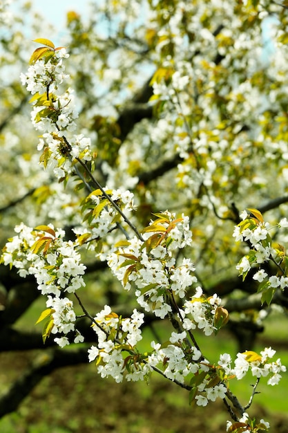 Lente bloeiende kersentuin