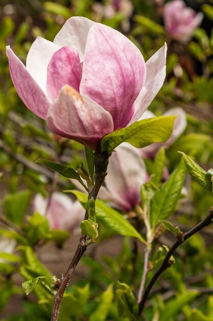 Lente bloeiende magnolia van witte en roze kleur