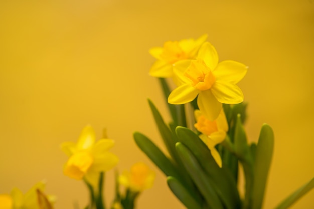 Lente bloeiende narcissen lente bloeiende narcissen jonquillflowers selectieve aandacht