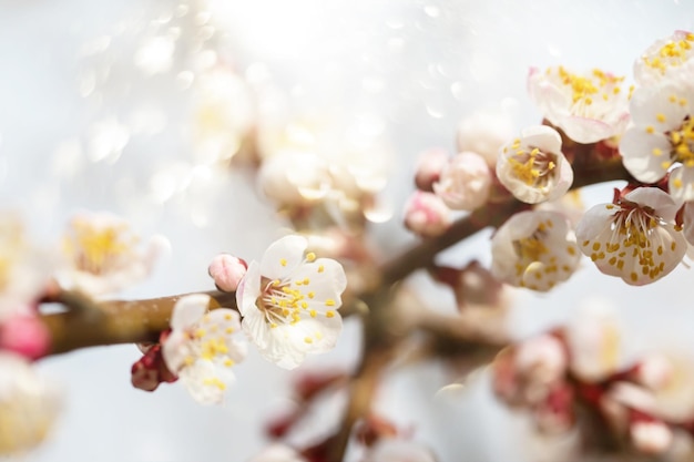 Lente bloeiende tak van appelboom Achtergrond lente