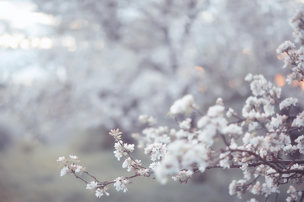 lente bloeiende tuin achtergrond, delicate witte bloemen aan bomen, seizoensgebonden maart lente