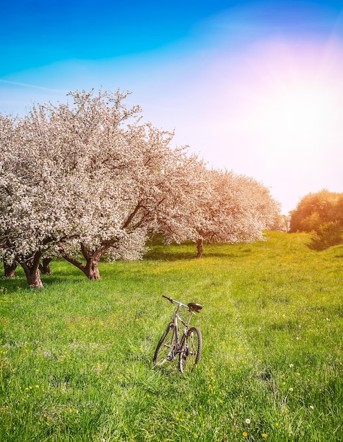 Lente bloeiende tuin en fiets onder zonlicht