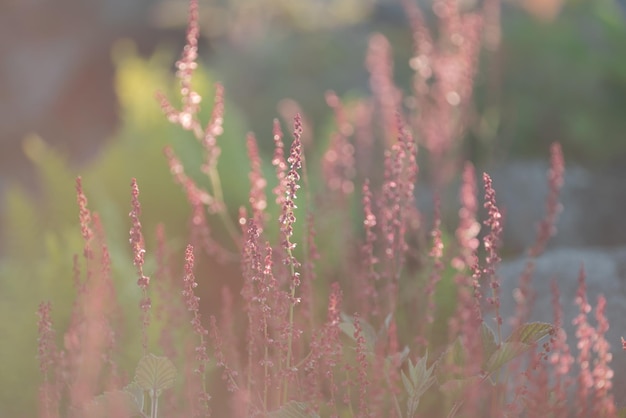 Foto lente bloeiende vegetatie onscherpe achtergrond