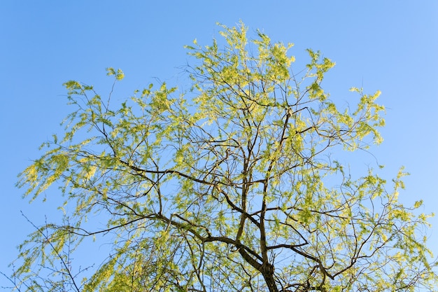 Lente bloeiende wilg op hemeloppervlak