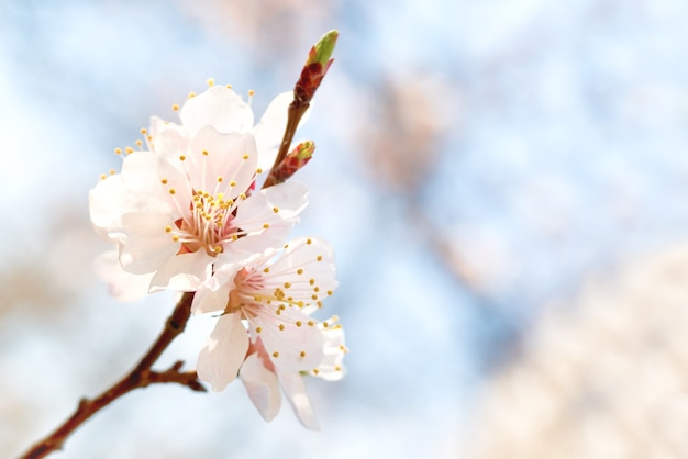 Lente bloeiende witte lente bloemen op een boom tegen zachte bloemen achtergrond