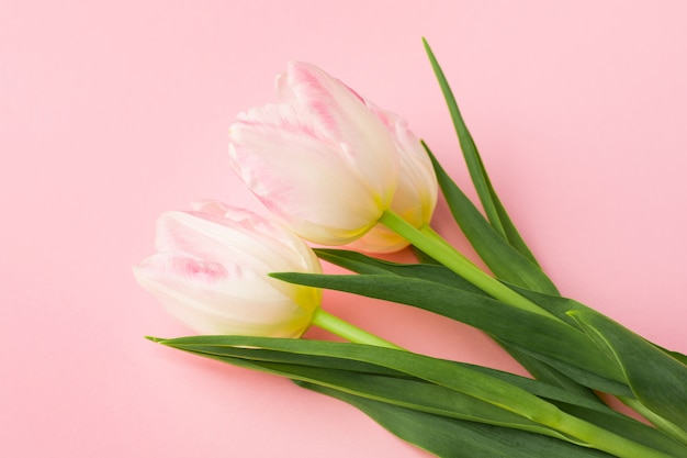 Lente bloem roze tulpen