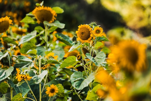 Lente bloem veld