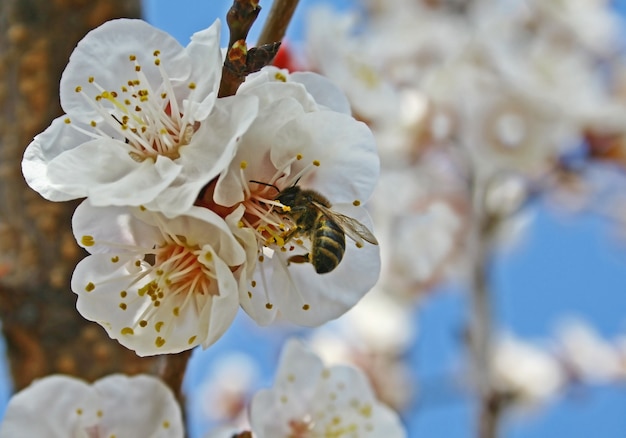 lente bloem