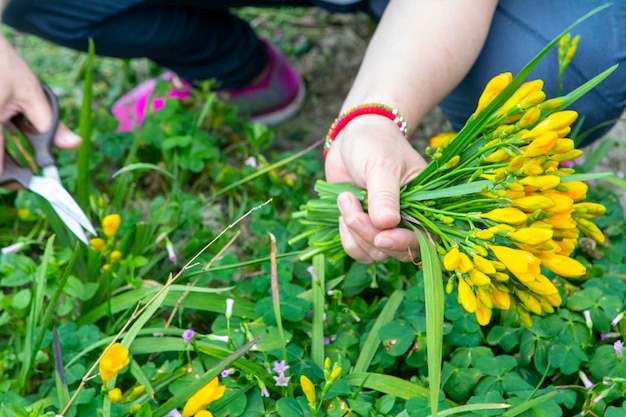 Lente bloembed bloei gele fresia