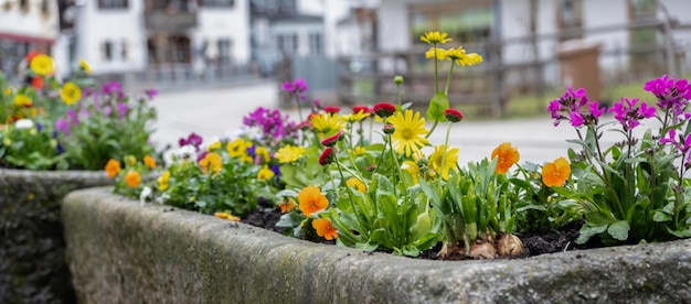 Lente bloembed in de buurt van de weg Banner