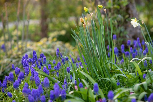 Lente bloembed met bloemen bij zonsondergang