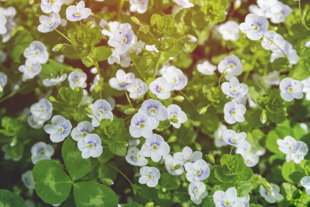 Lente bloemen achtergrond met bescheiden eenvoudige bloemen