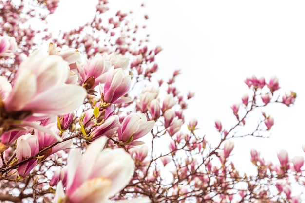 Lente bloemen achtergrond mooie gebloeide lichtroze magnolia bloemen in zacht licht selectieve focus
