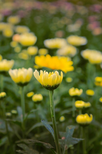 lente bloemen achtergrond