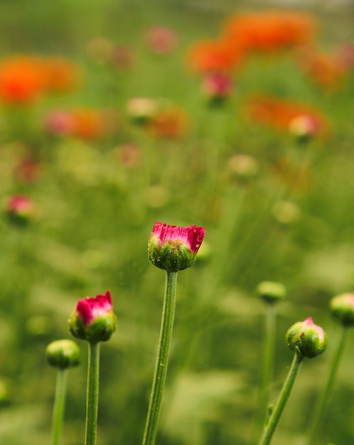 lente bloemen achtergrond