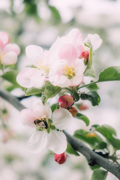 Lente bloemen banner lente vernieuwing natuur in lente bloemen bloeien nieuw leven roze bloem sakura