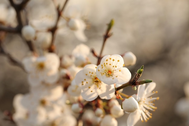 Lente bloemen bloeien op een boom bij zonsondergang