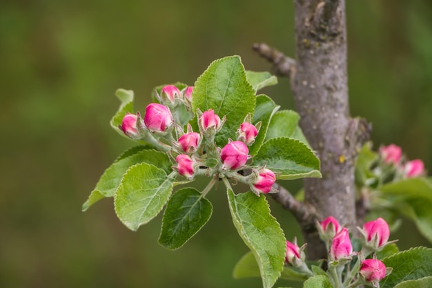 Lente bloemen Bloeiende appelboom in het voorjaar Natuurlijke bloem achtergrond