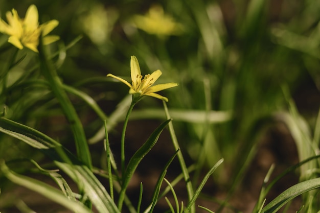 Lente bloemen closup weergave