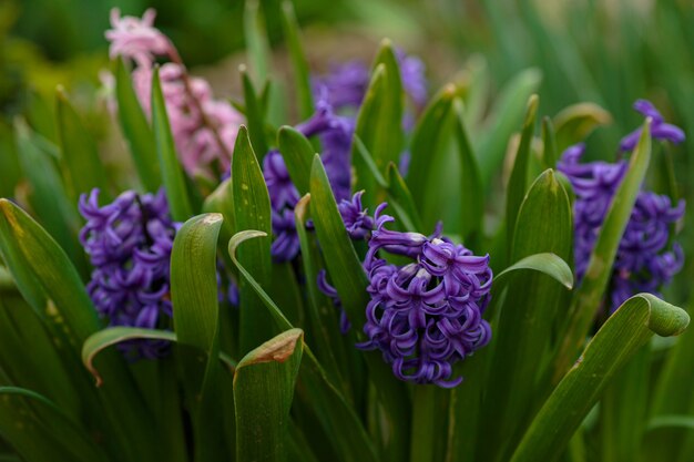 Lente bloemen. Lente achtergrond met bokeh. Kleurrijke hyacint bloemen bloeien in de lentetuin. idee en concept van versheid, tederheid en lente