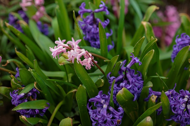 Lente bloemen. Lente achtergrond met bokeh. Kleurrijke hyacint bloemen bloeien in de lentetuin. idee en concept van versheid, tederheid en lente